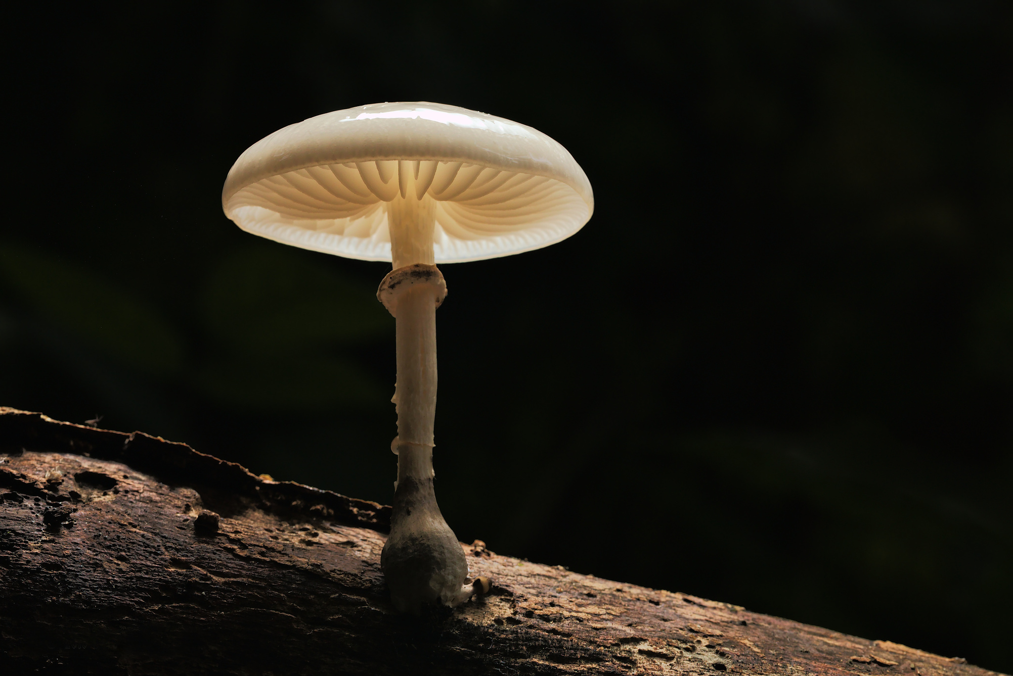 Mushroom On Wood With Dark Background